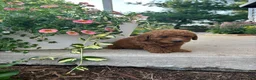 Bichpoo dogs for sale: Parker - Ad 2