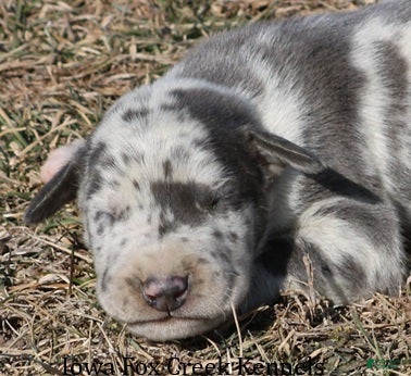 Great Dane dogs Scout - Ad 12