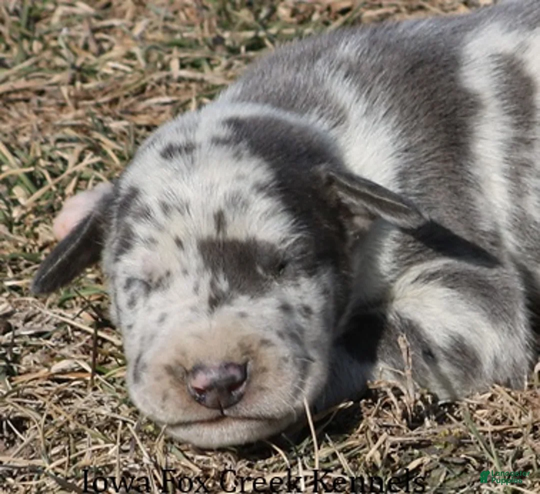 Great Dane dogs for sale: Scout - Ad 1