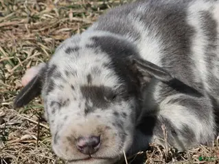 Great Dane dogs Scout - Ad 12