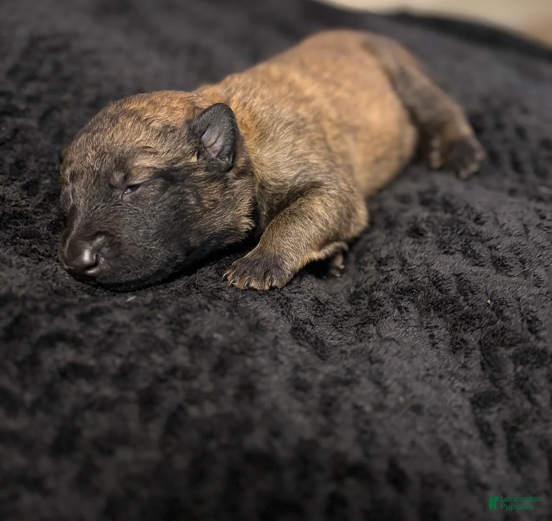 Belgian Malinois dogs for sale: Belgian Malinois Puppy 3 - Ad 1