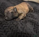 Belgian Malinois Puppy 3