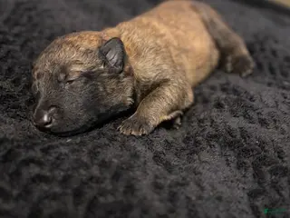 Belgian Malinois dogs Belgian Malinois Puppy 3 - Ad 38