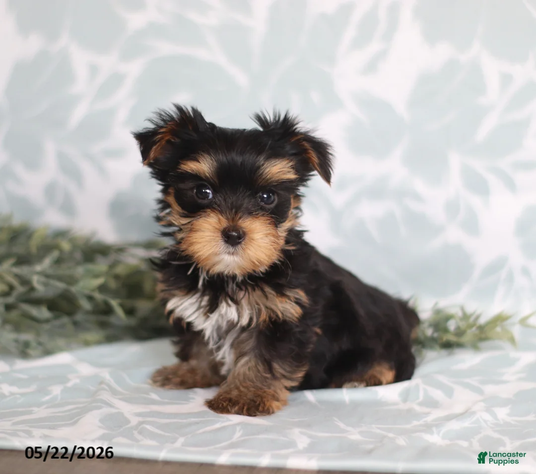 Yorkshire Terrier dogs for sale: Marci - Ad 2