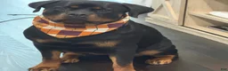 Rottweiler dogs for sale: Rottweiler 1 - Ad 18