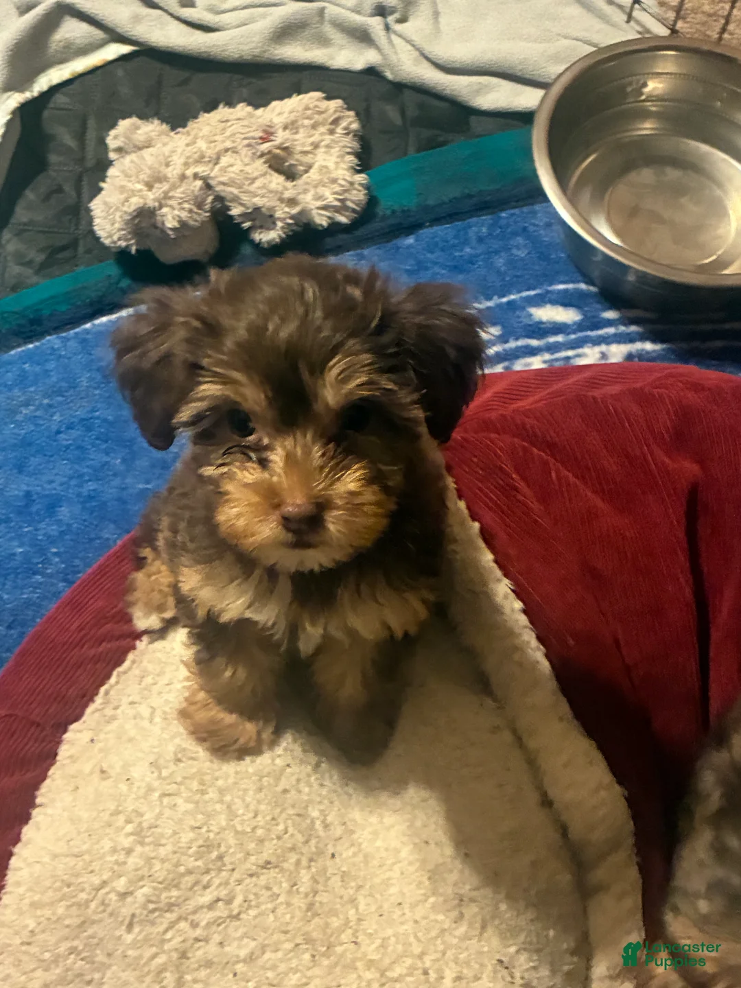 Yorkiepoo dogs for sale: Yorkiepoo Puppy 1 - Ad 2