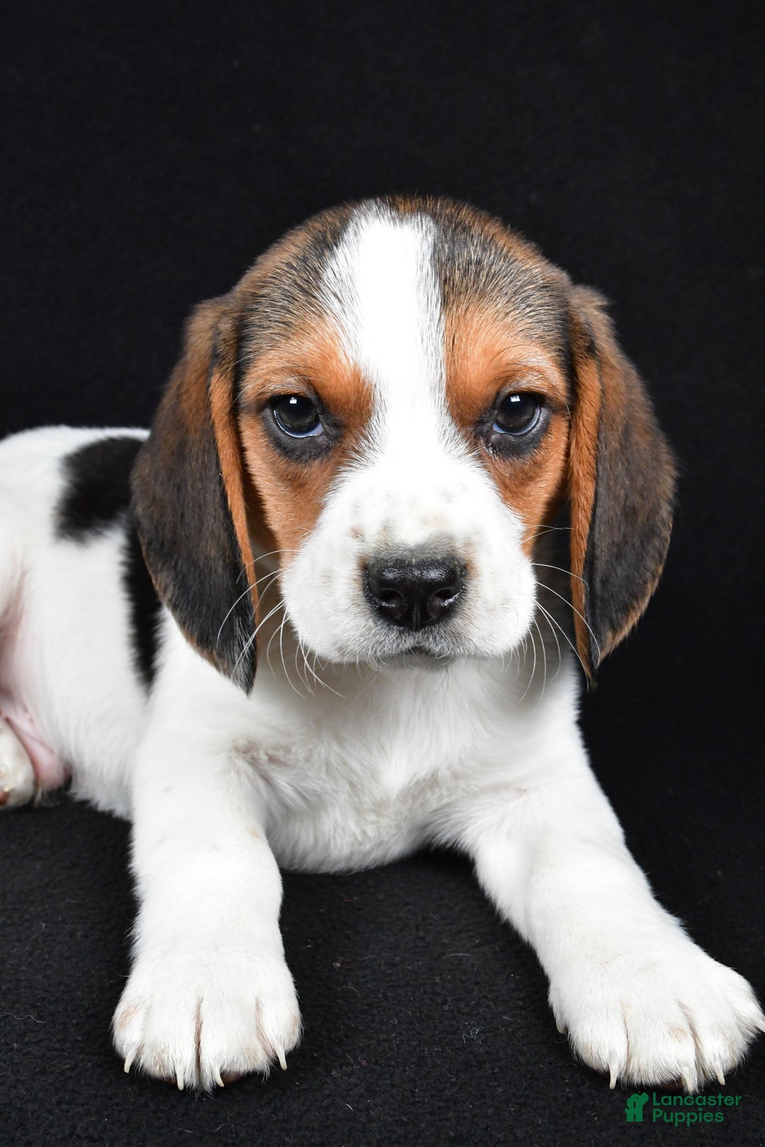 Beagle dogs for sale: Ace - Ad 5