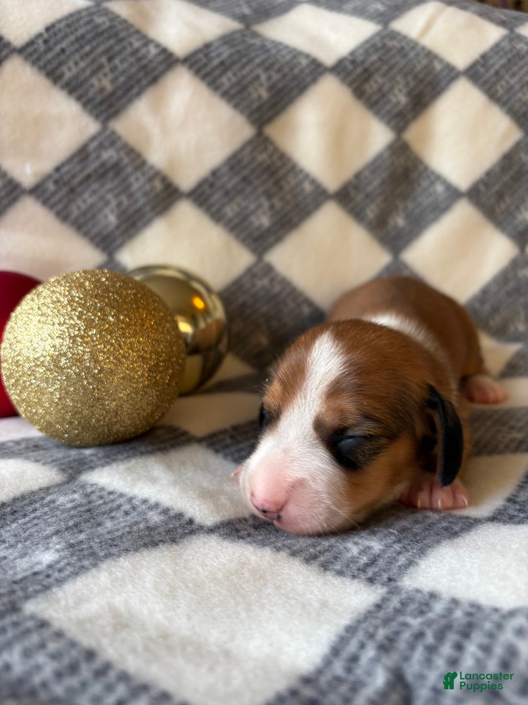 Dachshund dogs for sale: Tiger - Ad 3