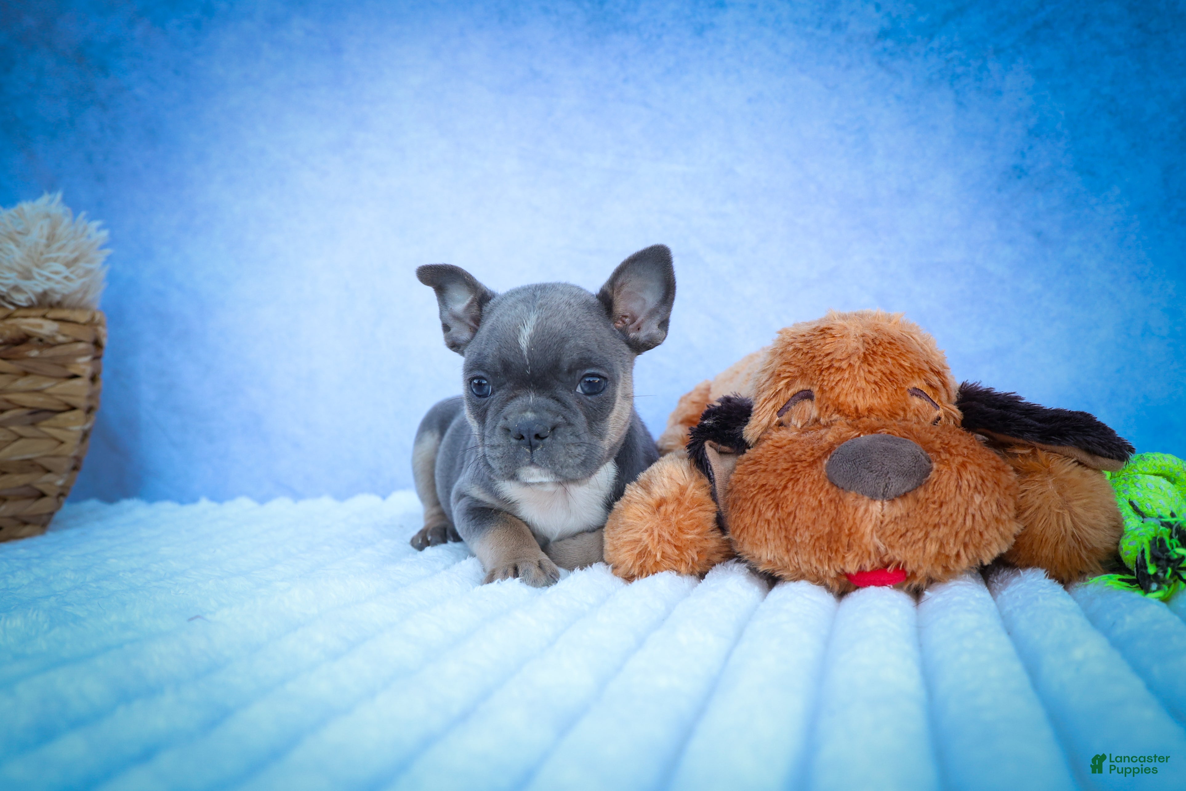 Frenchton dogs Poppy  - Ad 1