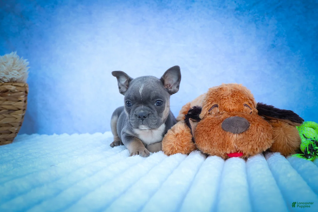 Frenchton dogs for sale: Poppy  - Ad 1