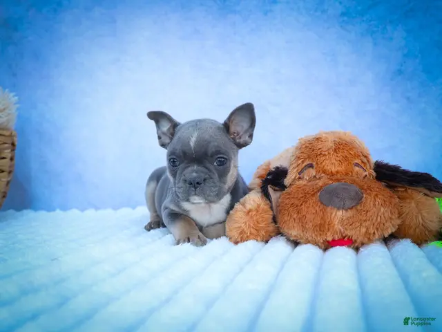 Frenchton dogs Poppy - Ad 1