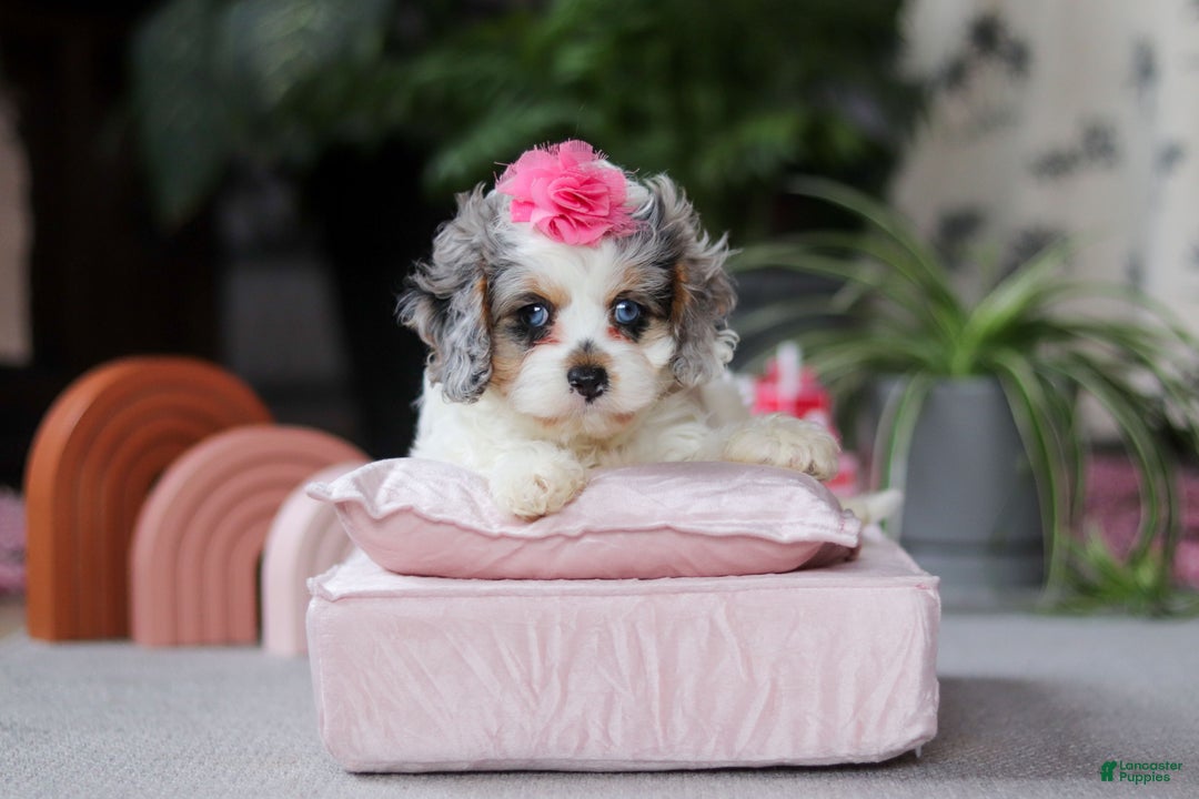 Cavapoo dogs for sale: Ayla - Ad 5