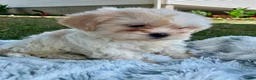 Teddy Bear dogs for sale: Cora - Ad 7