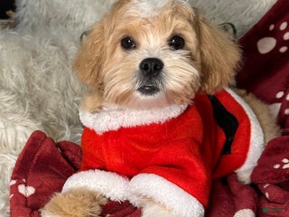 Mixed Breed dogs Winter - Ad 6