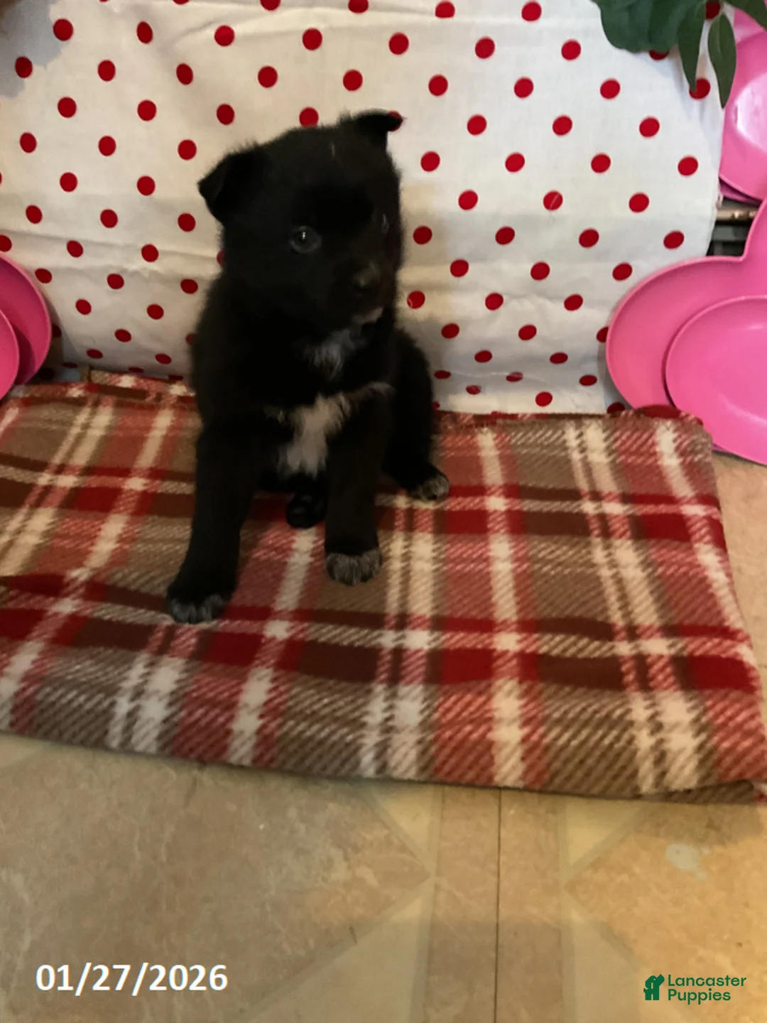 Pomsky dogs for sale: Max - Ad 1