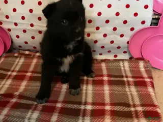 Pomsky dogs Max - Ad 39