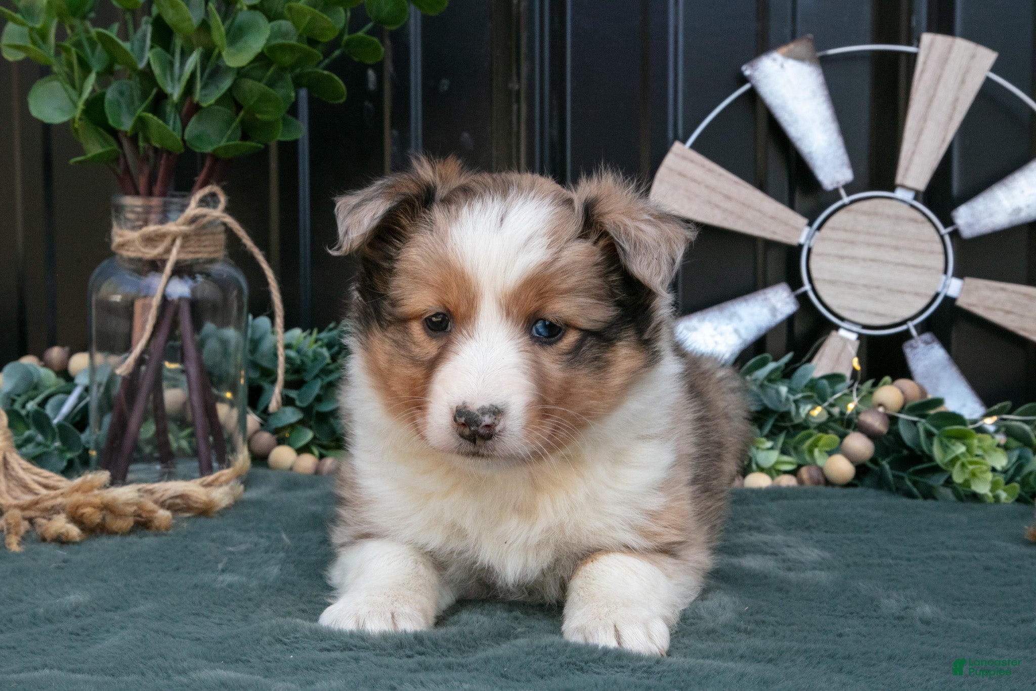 Mixed Breed dogs for sale: Fika - Ad 2
