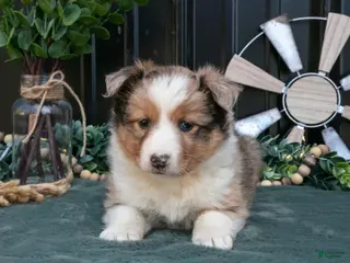 Mixed Breed dogs for sale: Fika - Ad 2