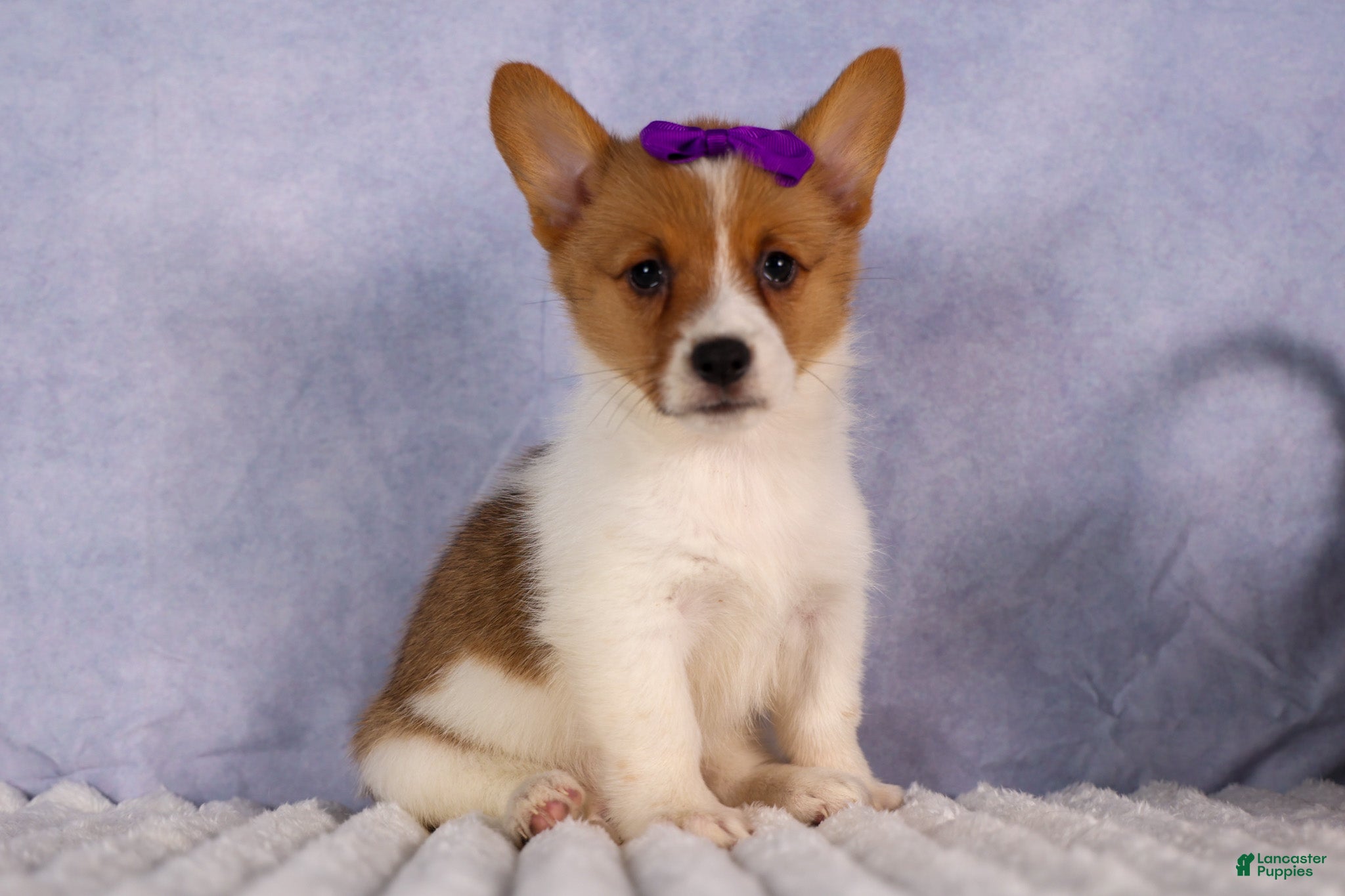 Welsh Corgi Pembroke dogs Bambi🎀 - Ad 2