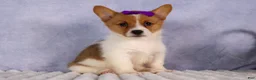 Welsh Corgi Pembroke dogs for sale: Bambi🎀 - Ad 2