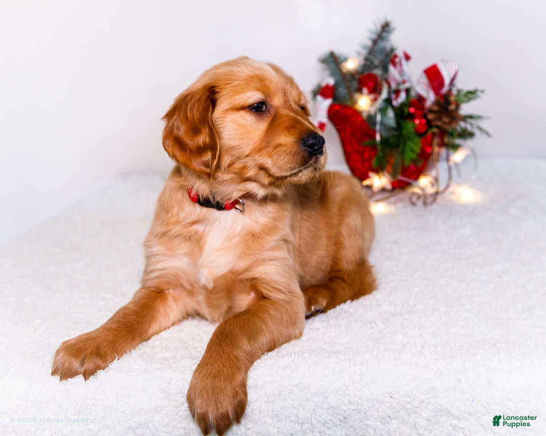 Golden Retriever dogs for sale: Freda - Ad 9