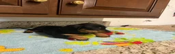 Miniature Dachshund dogs for sale: Aurora  - Ad 6