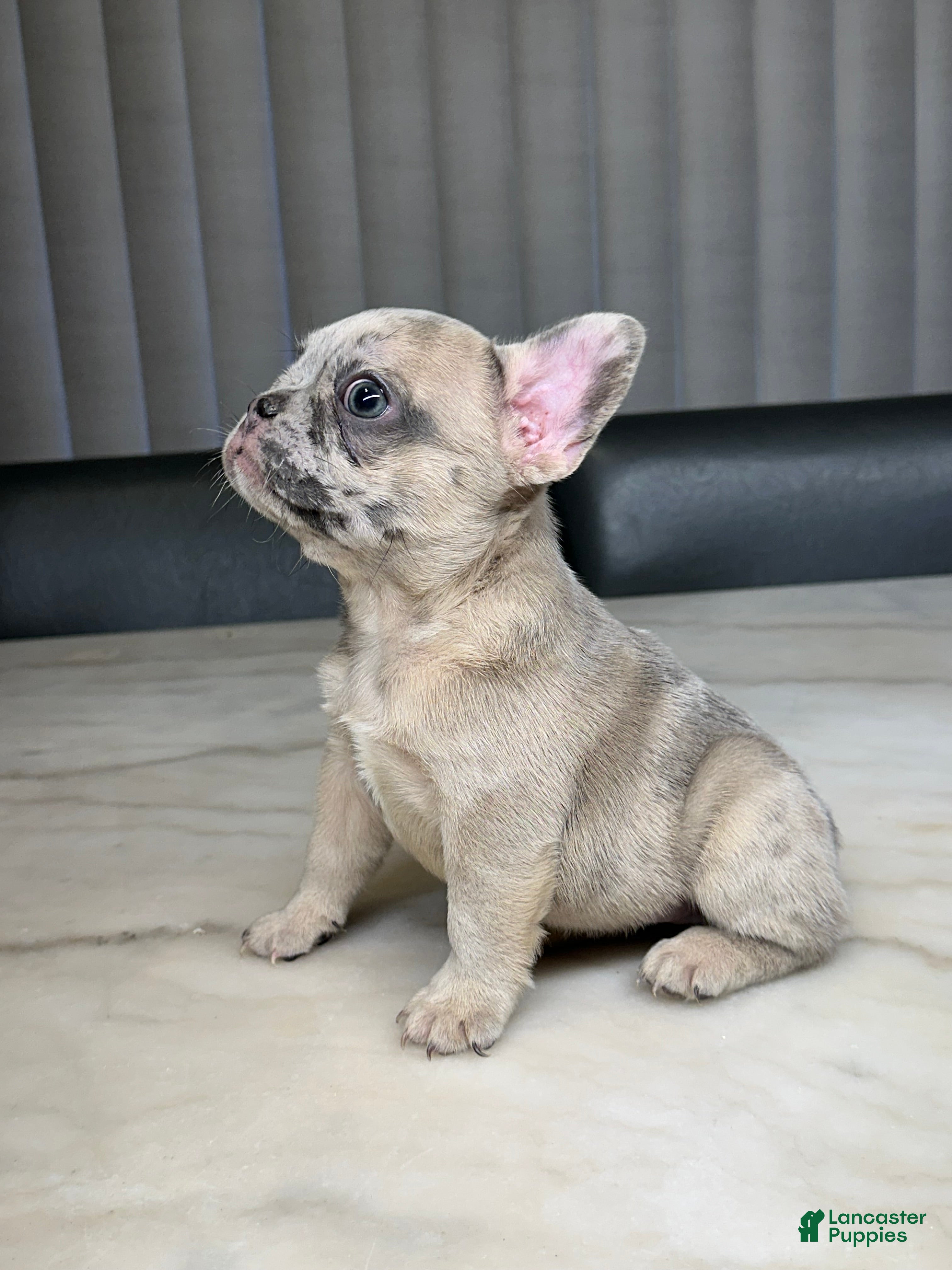 French Bulldog dogs French Bulldog 5 - Ad 24