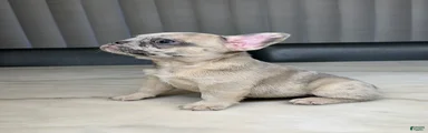 French Bulldog 5