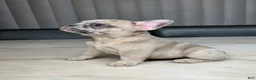 French Bulldog dogs for sale: French Bulldog 5 - Ad 1