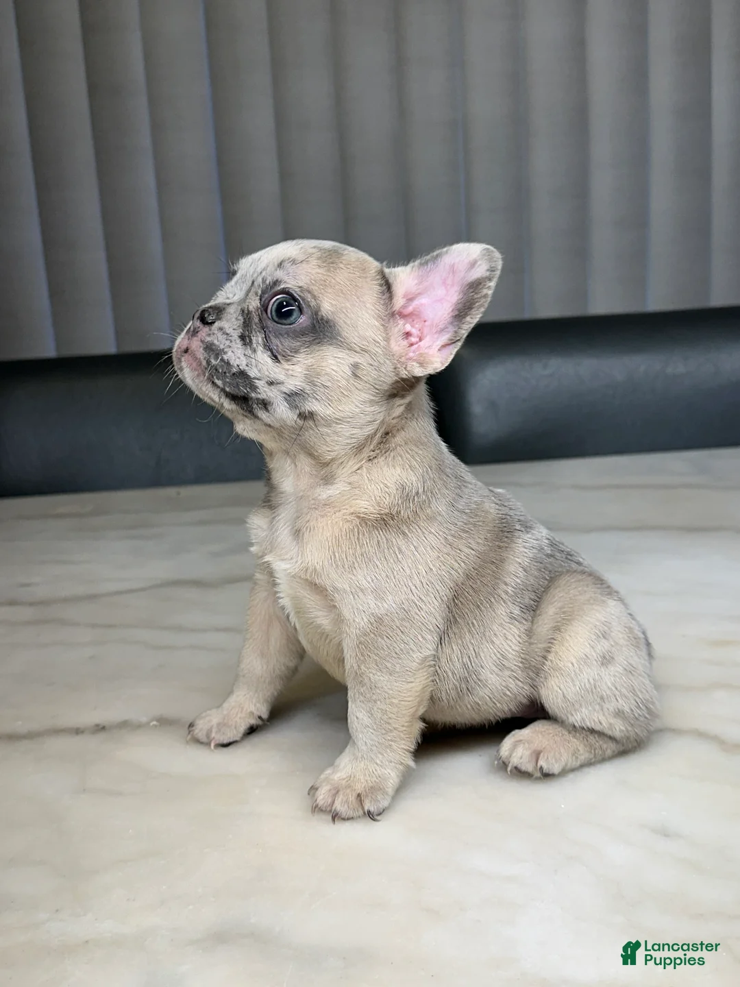 French Bulldog dogs for sale: French Bulldog 5 - Ad 1