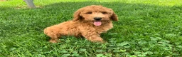 Miniature Poodle dogs for sale: Devon - Ad 1