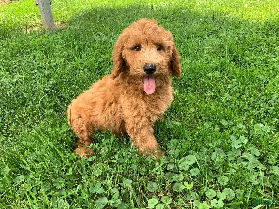 Miniature Poodle dogs for sale: Devon - Ad 1