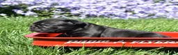 French Bulldog dogs for sale: French Bulldog Puppy 1 - Ad 4