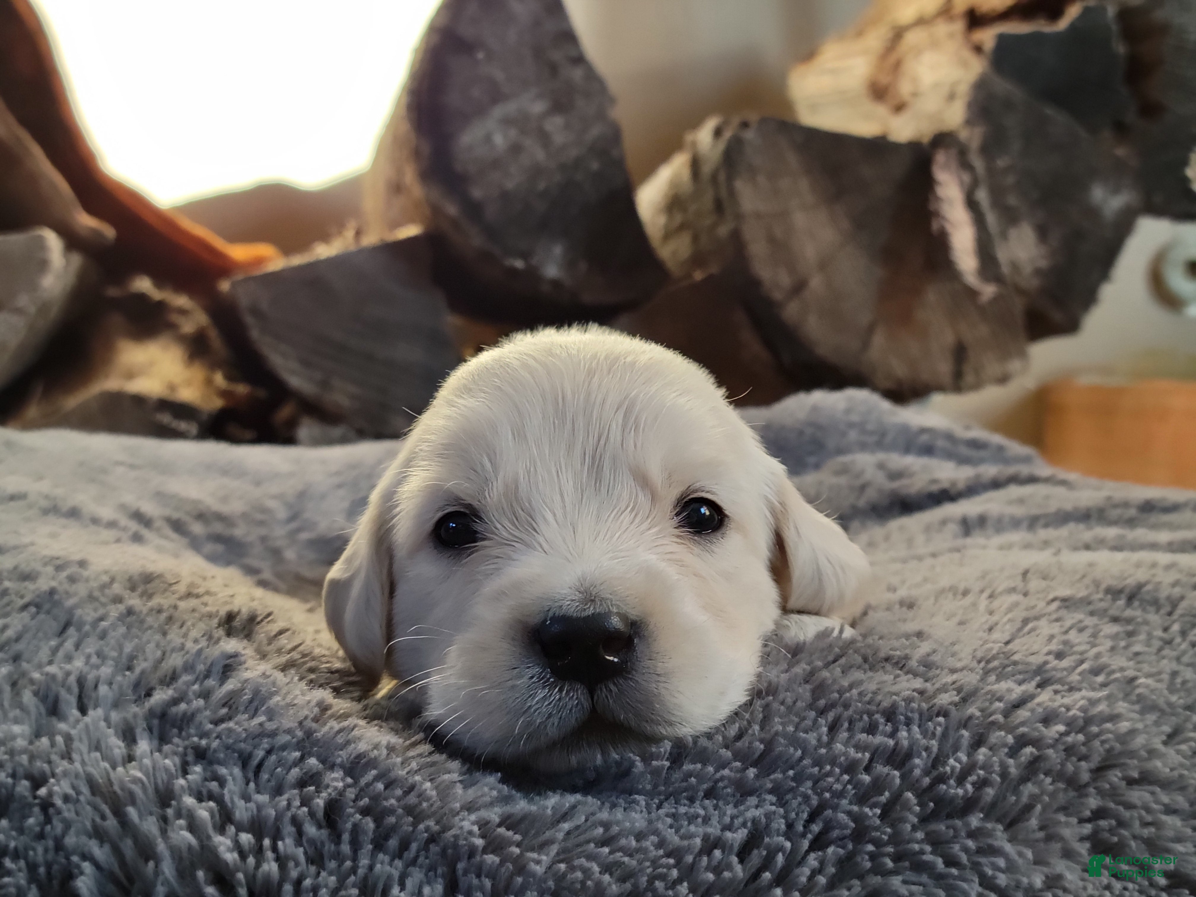 Golden Retriever dogs Chex - Ad 8