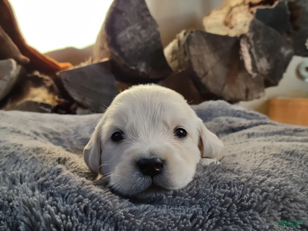 Golden Retriever dogs for sale: Chex - Ad 1