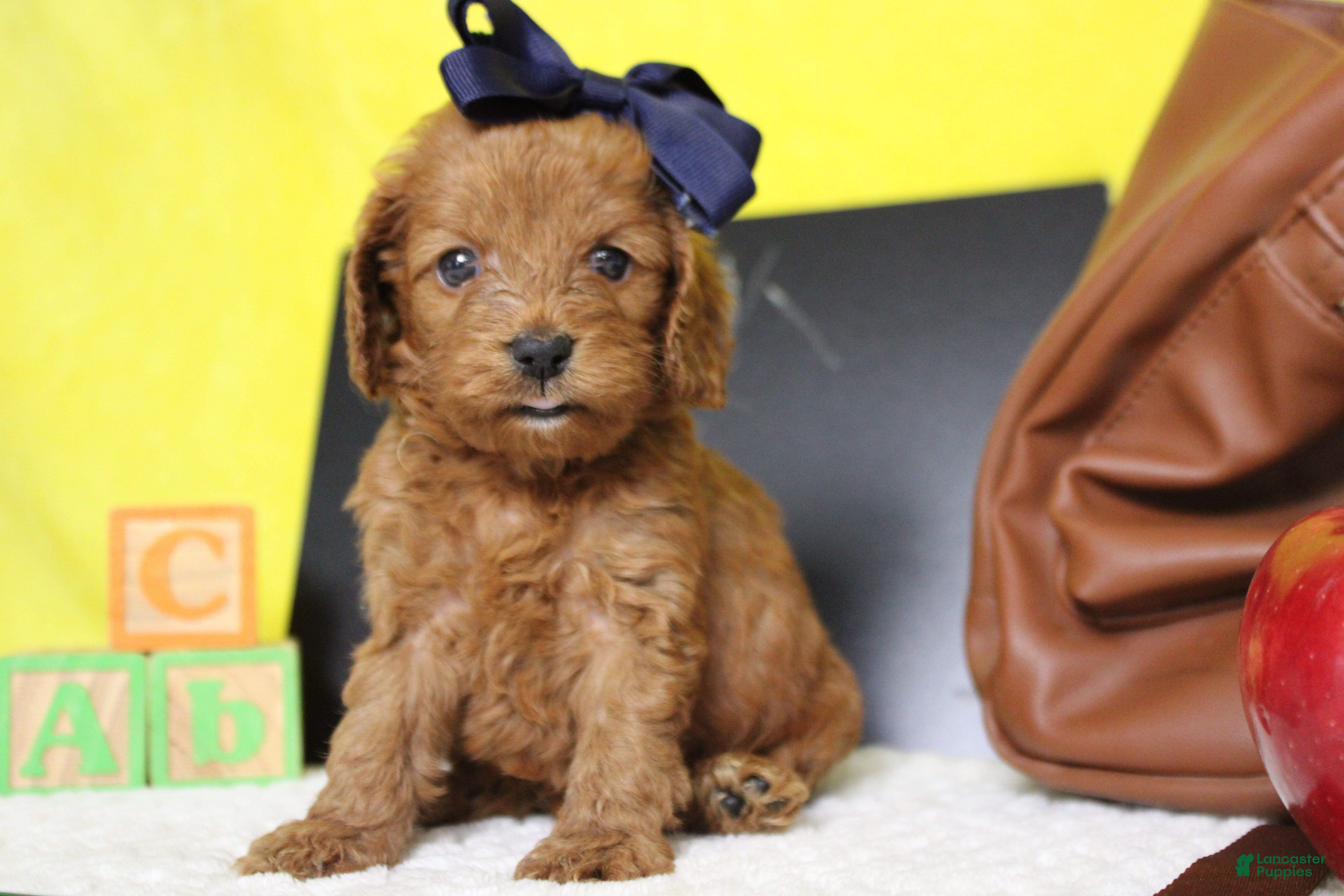 Cockapoo dogs Natalie - Ad 11