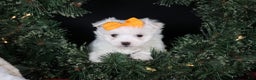 Maltese dogs for sale: APOLLO - Ad 16
