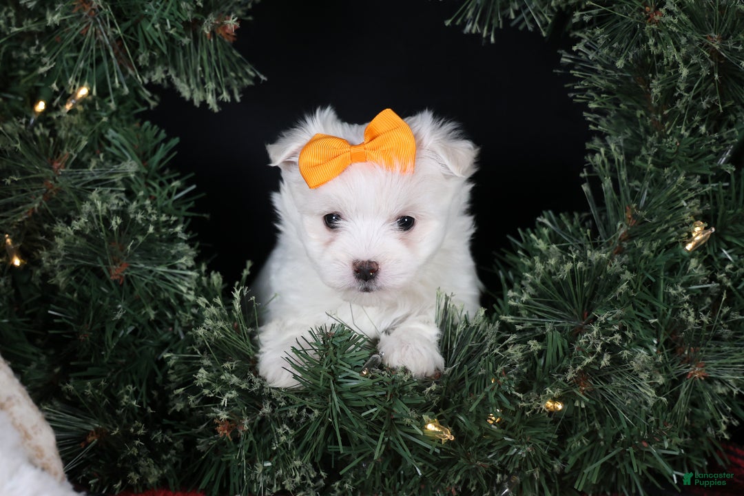 Maltese dogs for sale: APOLLO - Ad 16