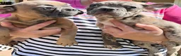 French Bulldog dogs for sale: French Bulldog Puppy 7 - Ad 9