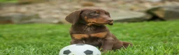 Doberman Pinscher dogs for sale:  Deacon (Red Rust) 🐶🖤🐾 - Ad 4