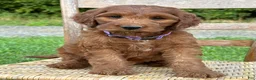 Irish Doodle dogs for sale: Molly - Ad 19