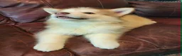 Alaskan Malamute dogs for sale: Alaskan Malamute 3 - Ad 3