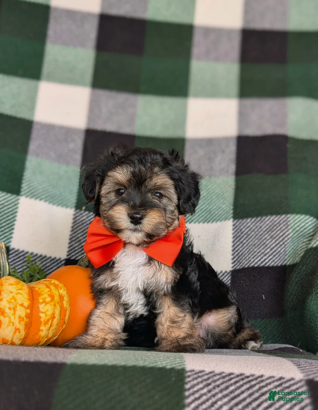 Yorkiepoo dogs for sale: Dublin 7 lbs Full Grown - Ad 1