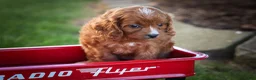 Cavapoo dogs for sale: Kristina   - Ad 6