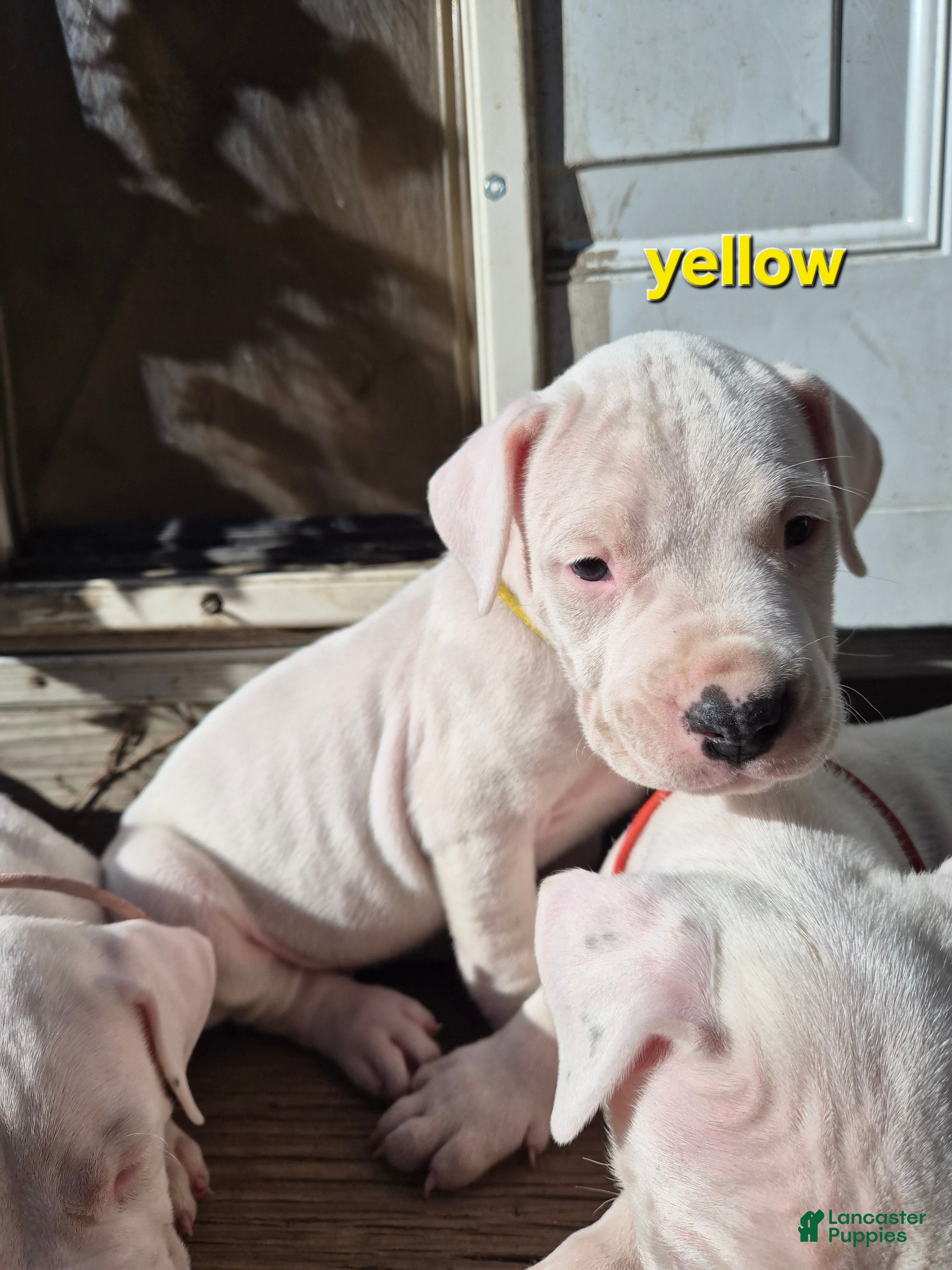 Dogo Argentino dogs Dogo Argentino Puppy 5 - Ad 9