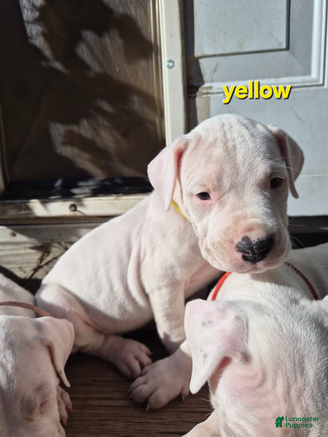 Dogo Argentino dogs for sale: Dogo Argentino Puppy 5 - Ad 1