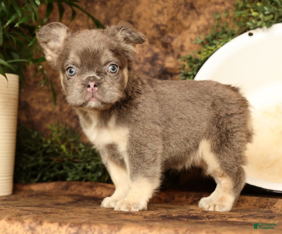French Bulldog dogs for sale: Dana - Ad 3