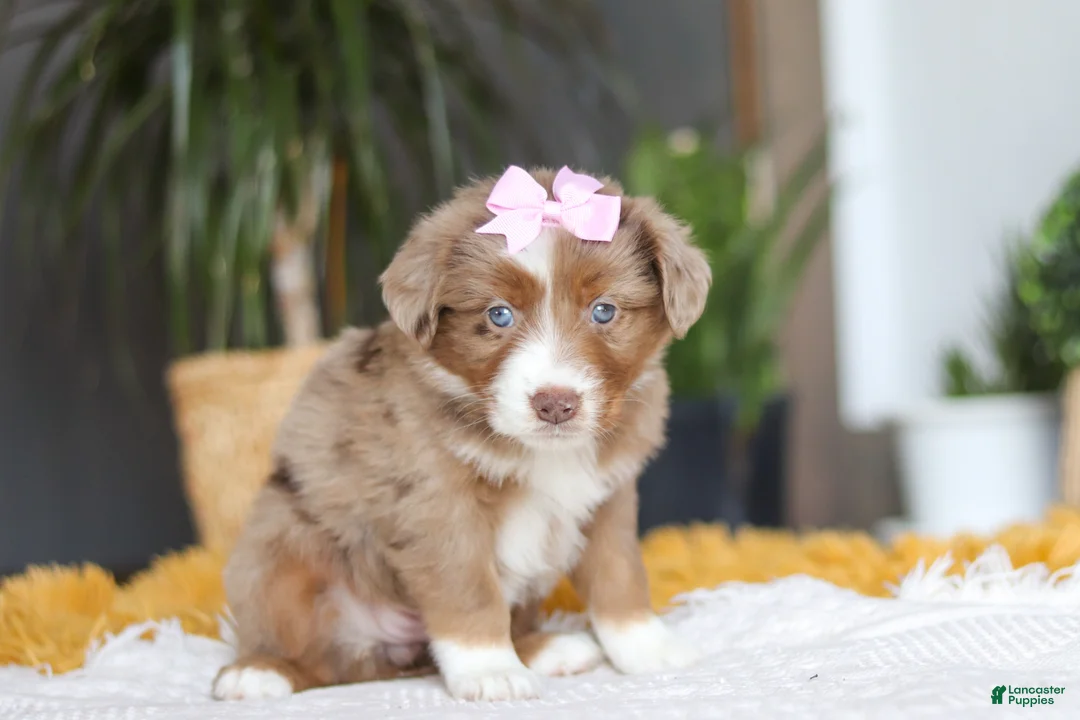 Australian Shepherd dogs for sale: Oz - Ad 2