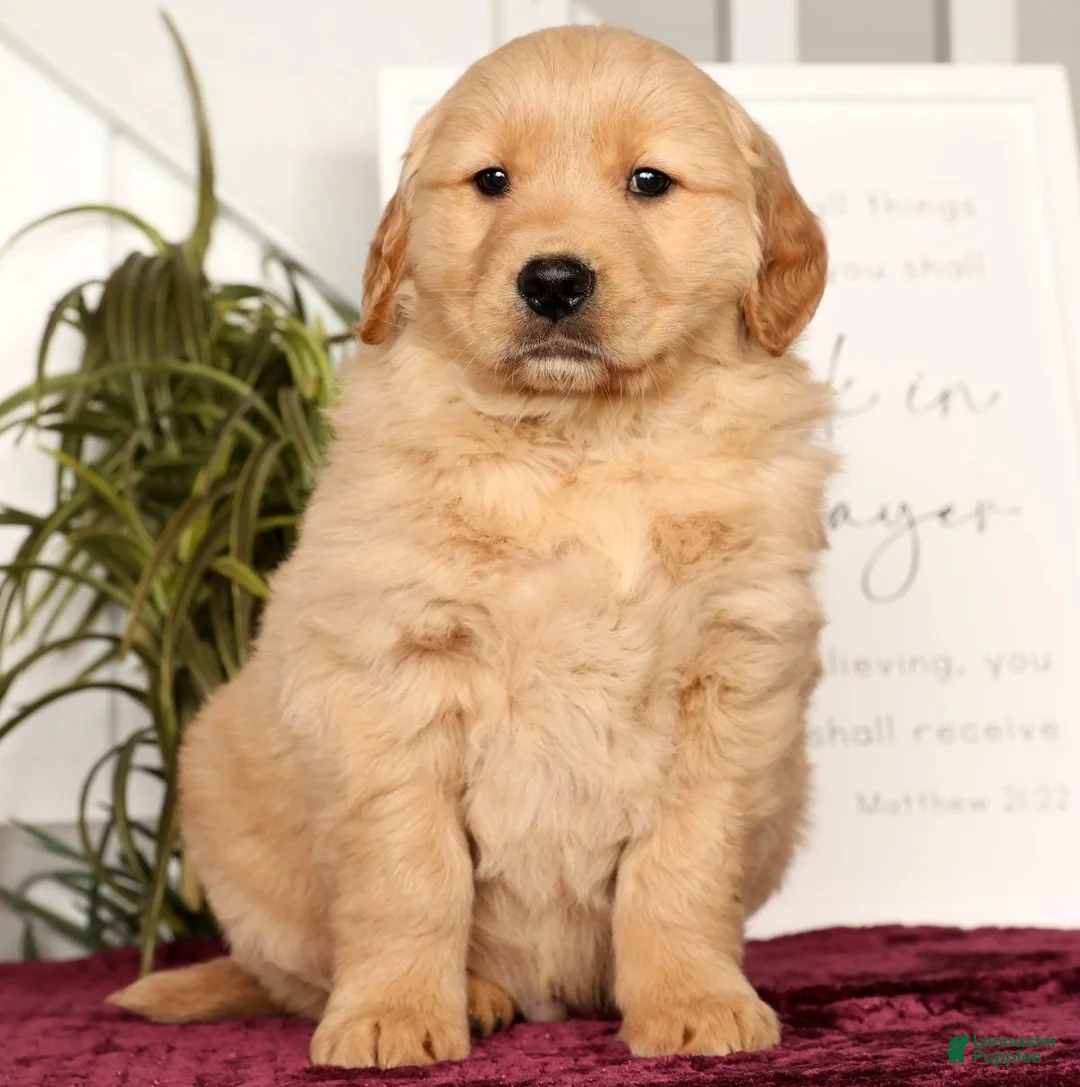 Golden Retriever dogs for sale: Rusty - Ad 5