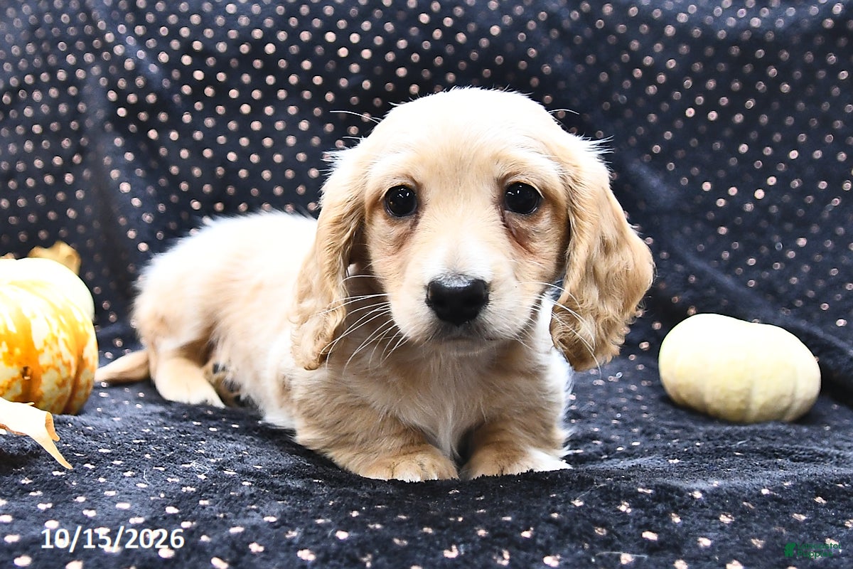 Miniature Dachshund dogs for sale: Caramel  - Ad 2
